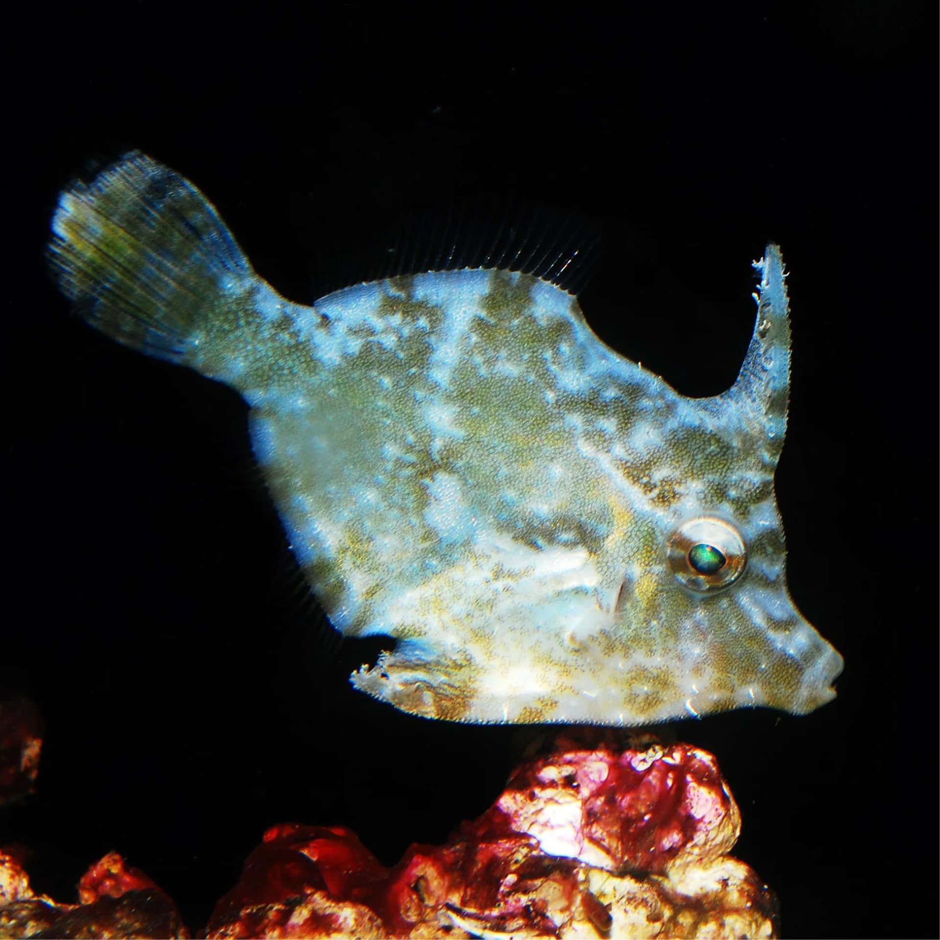 Magnificent Underwater View Showcasing An Elegant Filefish Among The Vibrant Coral Reef. Wallpaper