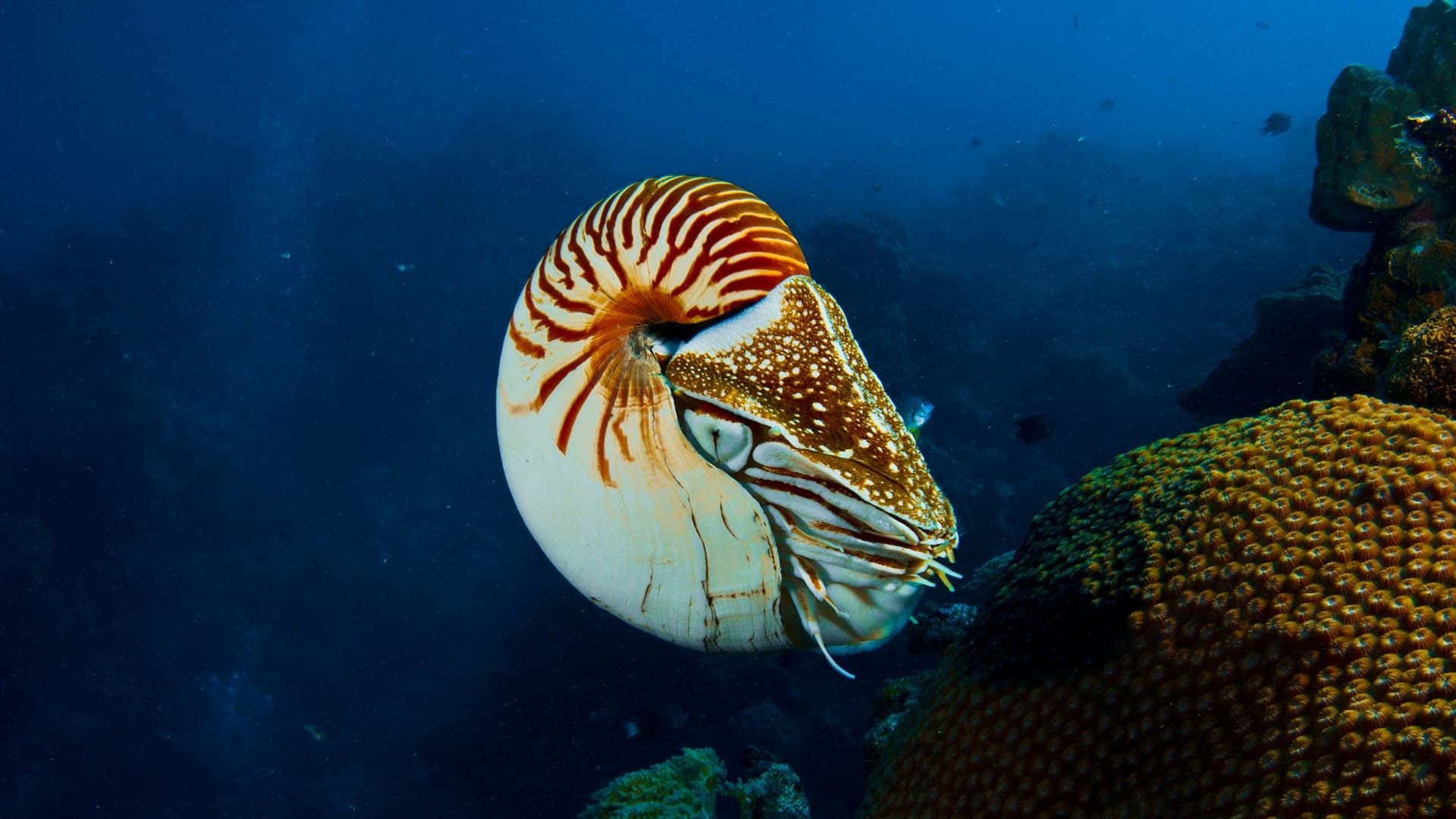 Magnificent View Of Underwater Life With A Nautilus Wallpaper
