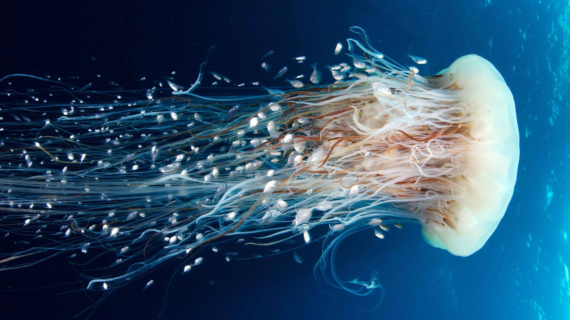 Magnificent White Jellyfish Background