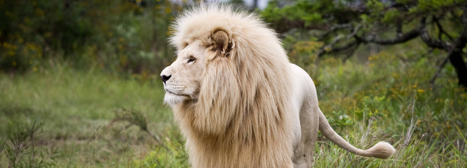 Magnificent White Lion
