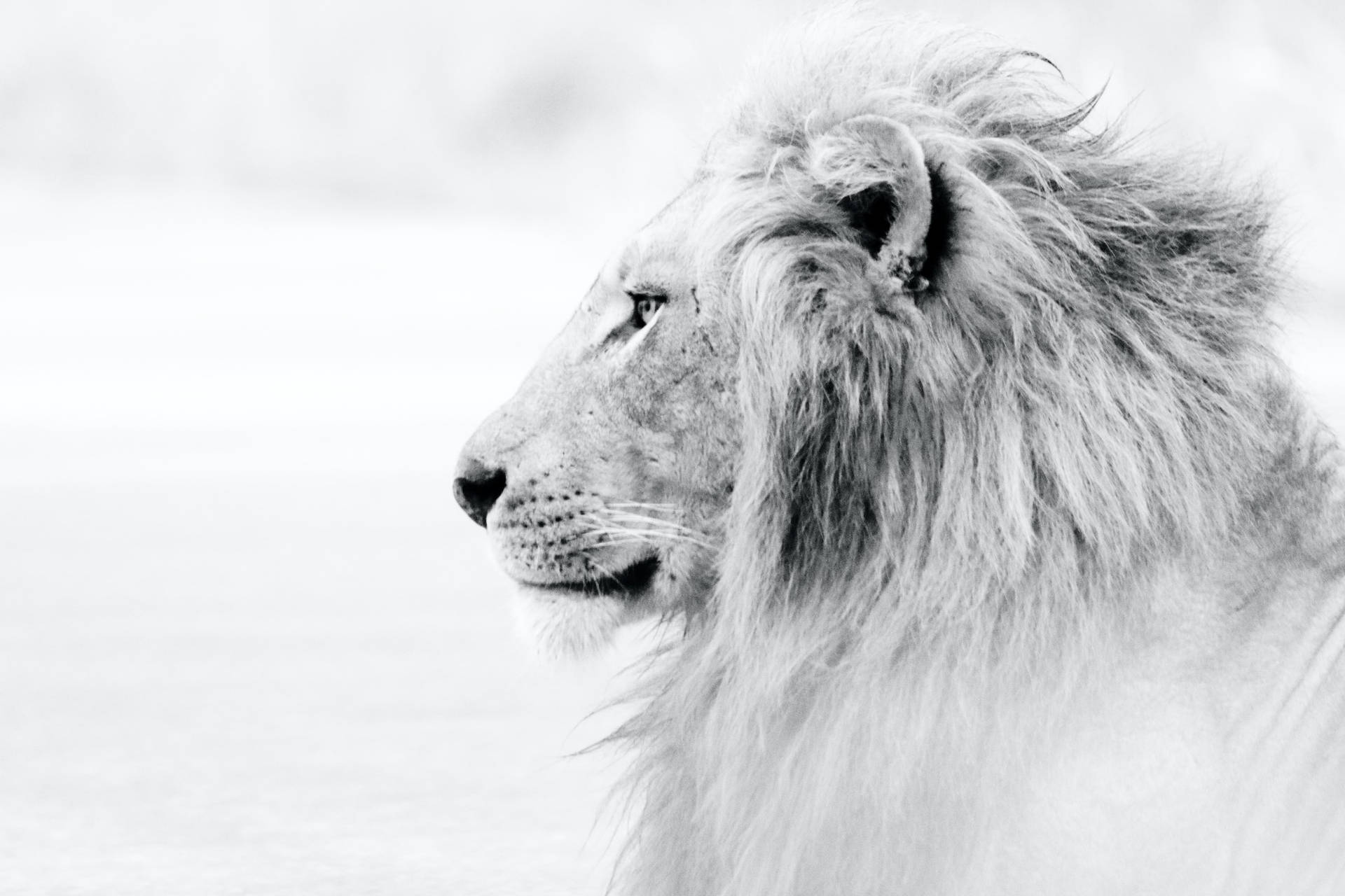 Magnificent White Lion Profile Wallpaper