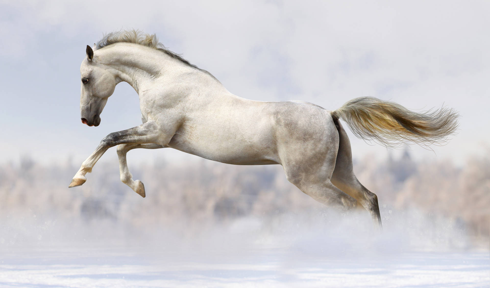 Magnificent White Running Horse Wallpaper