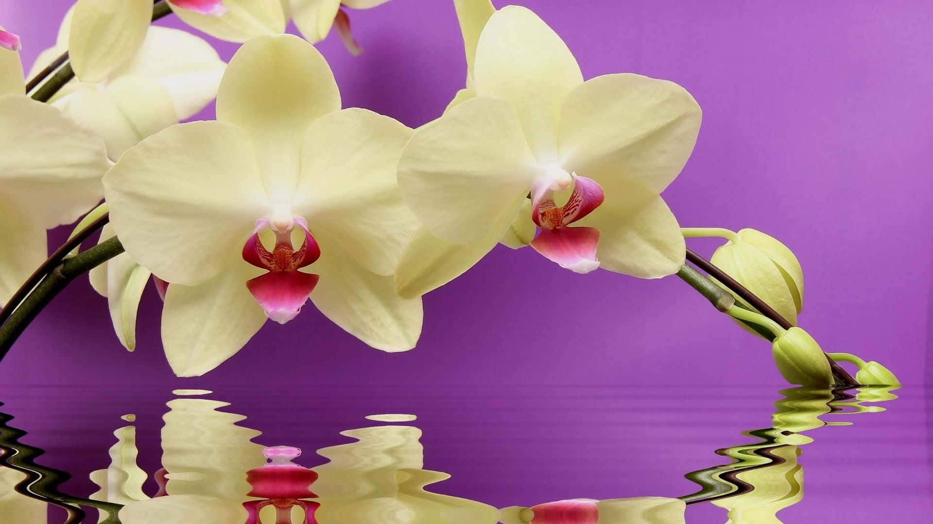 Magnificofiore Di Orchidea Su Sfondo Scuro