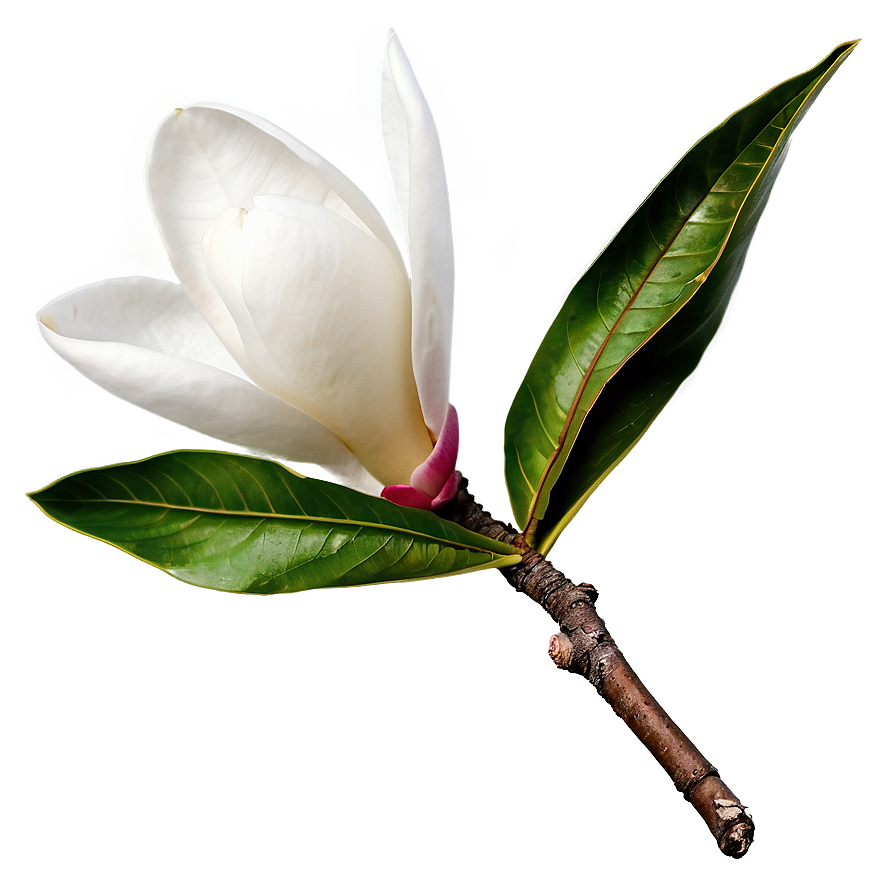 Magnolia Branch Png Mcp77 PNG