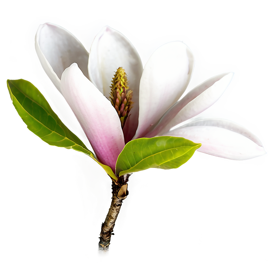 Magnolia Flower B PNG