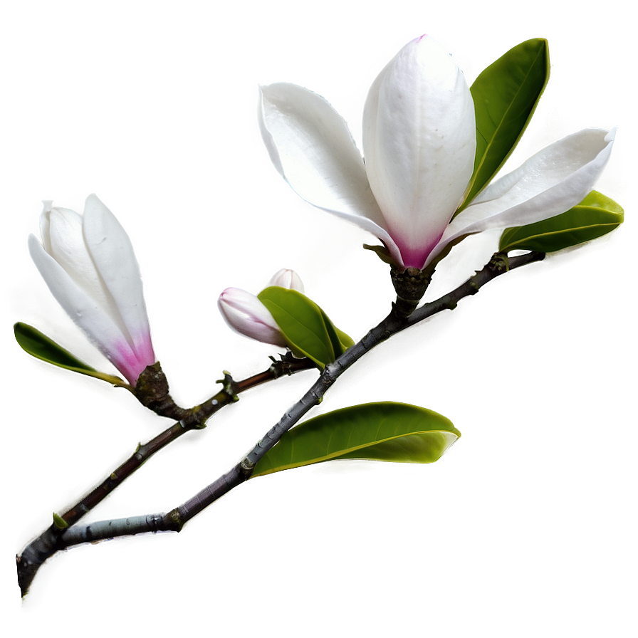 Magnolia Flower Branch Png 15 PNG