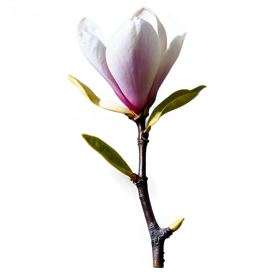 Magnolia Flower Branch Png Hmq86 PNG