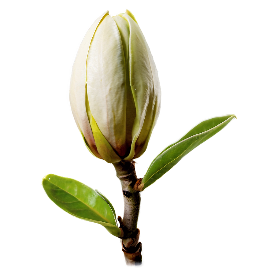 Magnolia Flower Bud Png 06252024 PNG