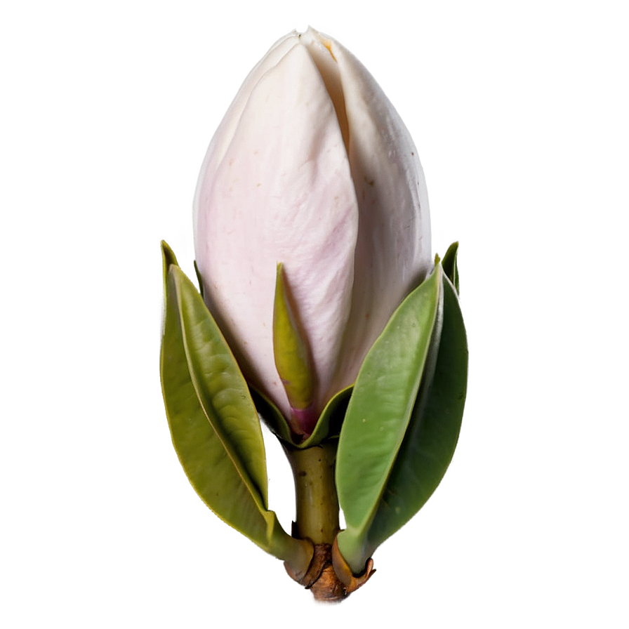 Magnolia Flower Bud Png 06252024 PNG