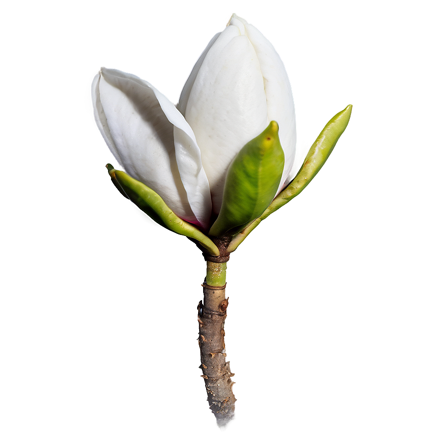 Magnolia Flower Bud Png Gny29 PNG