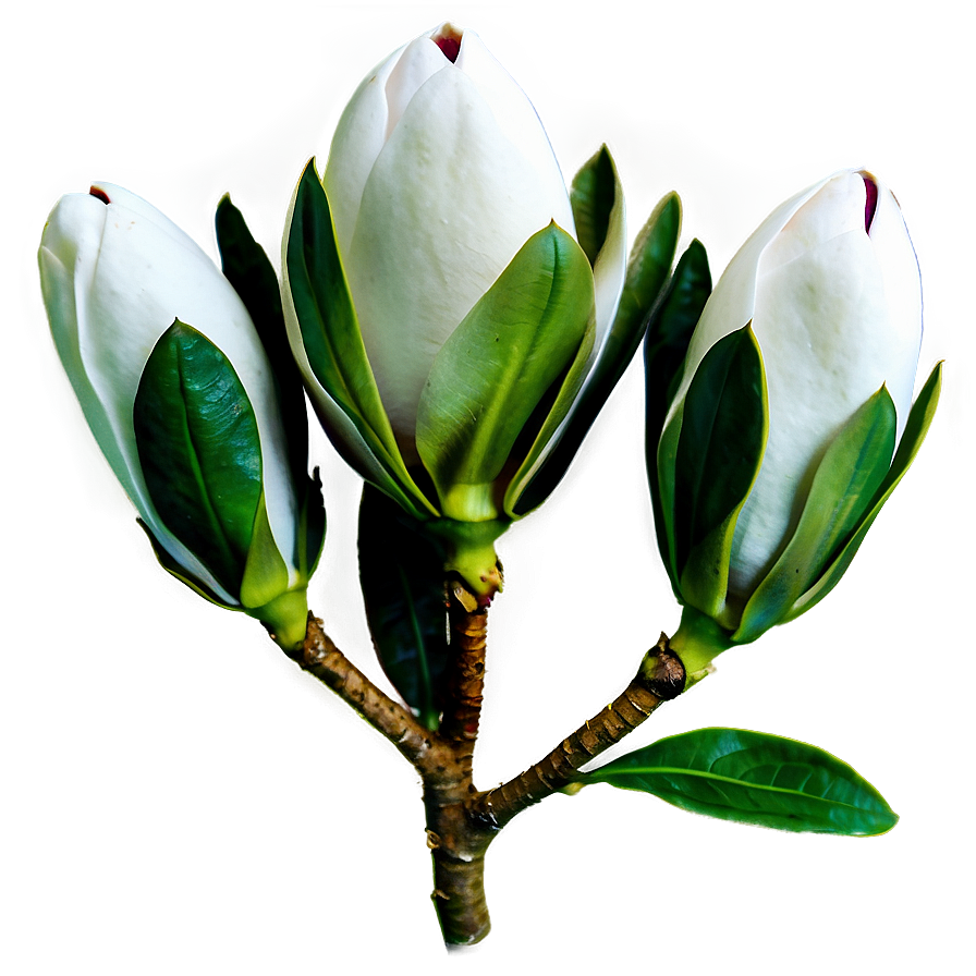 Magnolia Flower Bud Png Qap28 PNG