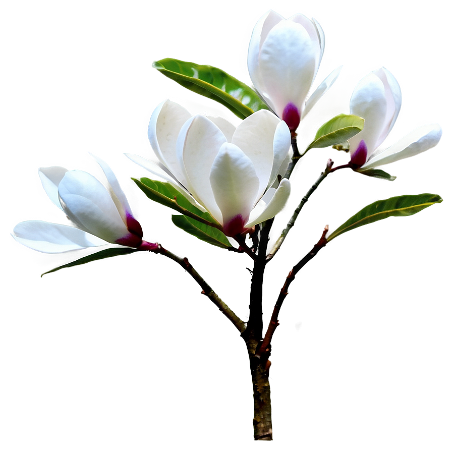 Magnolia Flower Bush Png 76 PNG