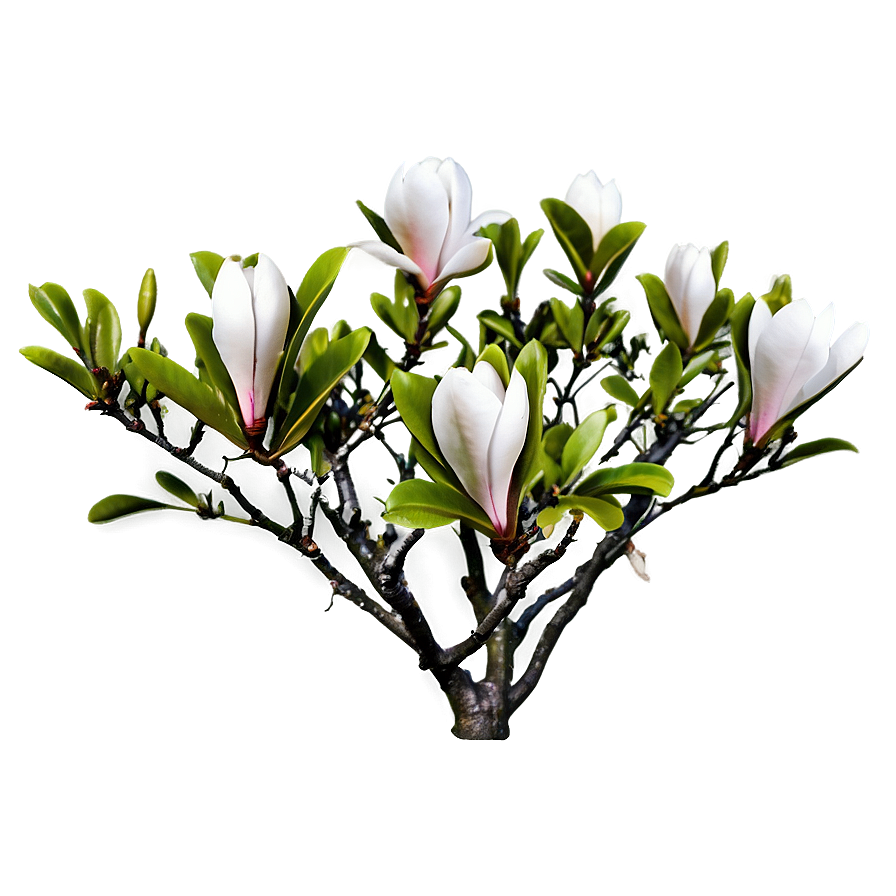 Magnolia Flower Bush Png 91 PNG
