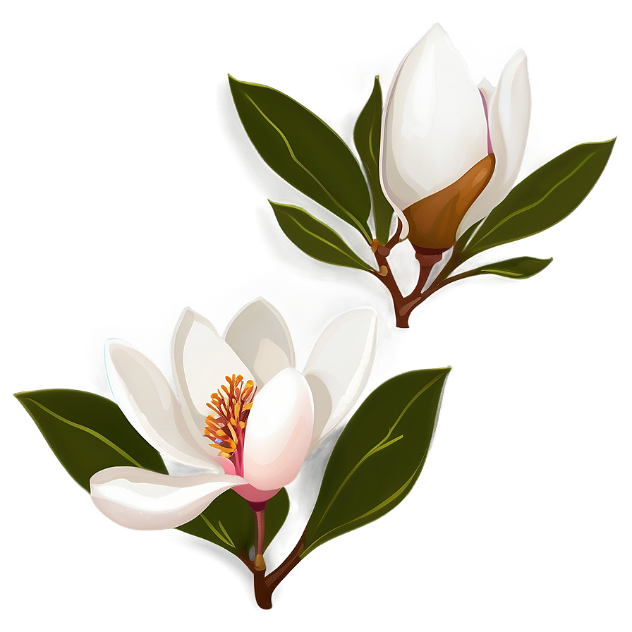 Magnolia Flower Clipart Png 06252024 PNG