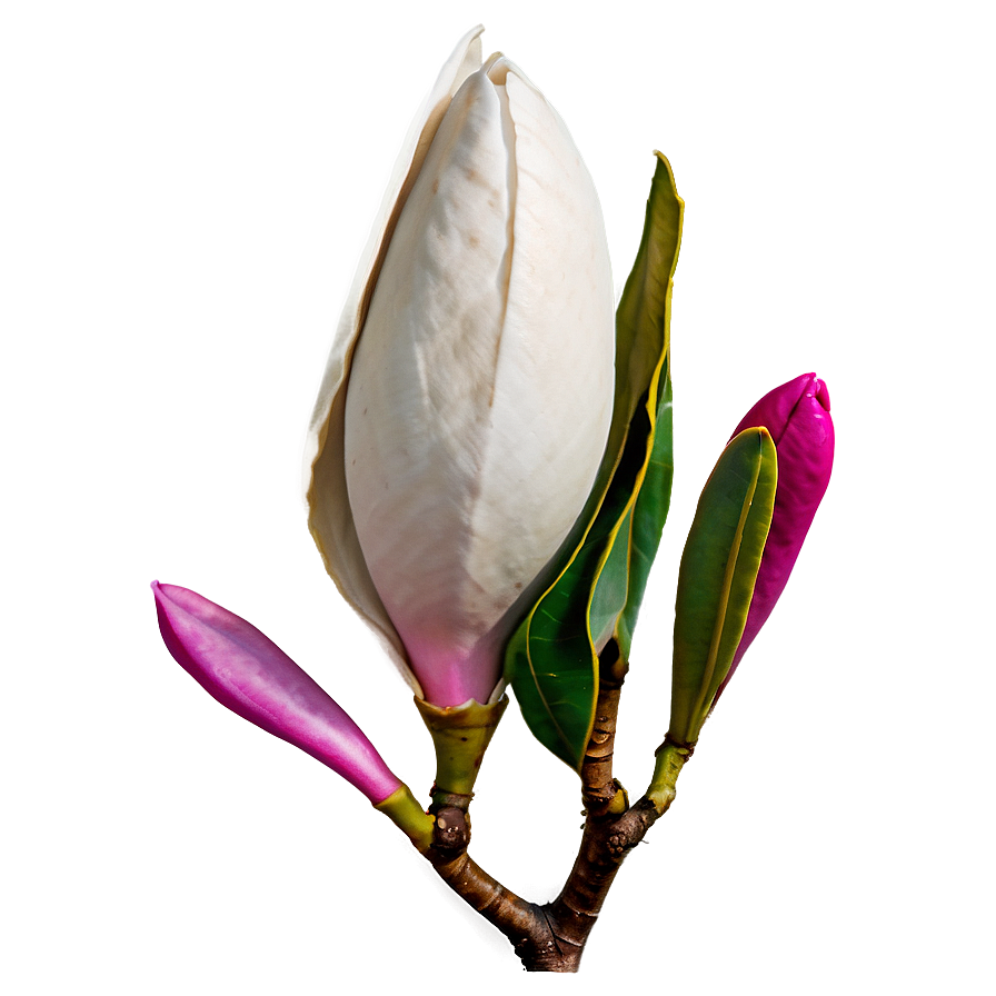 Magnolia Flower Close-up Png Dcs78 PNG