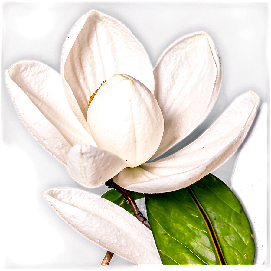 Magnolia Flower Close-up Png Jos72 PNG