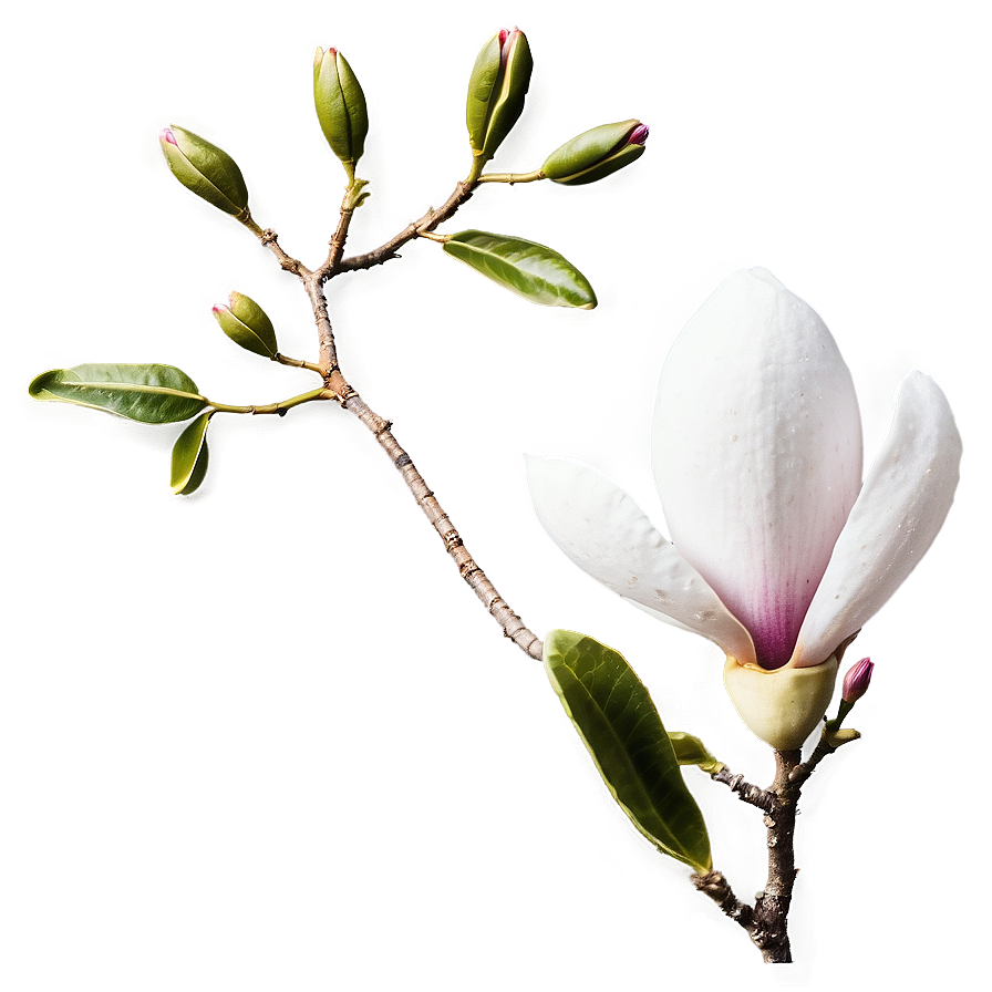 Magnolia Flower Greeting Png 72 PNG