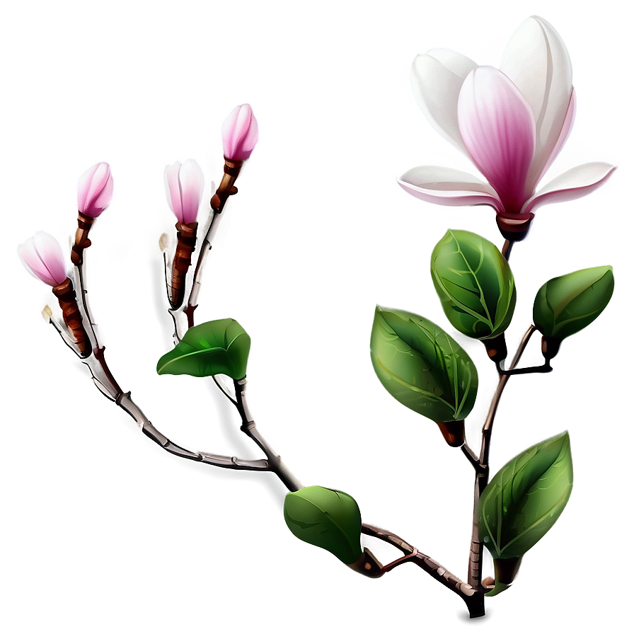 Magnolia Flower Illustration Png Kva50 PNG