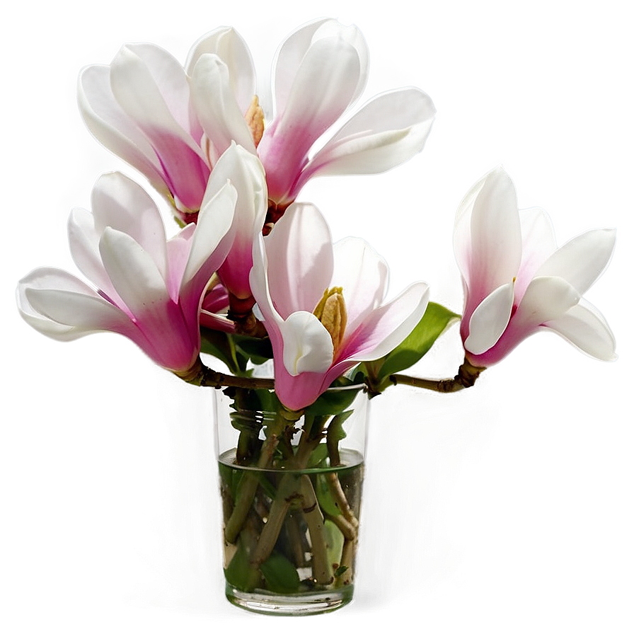 Magnolia Flower In Vase Png Und30 PNG