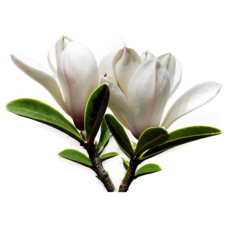 Magnolia Flower Landscape Png 35 PNG