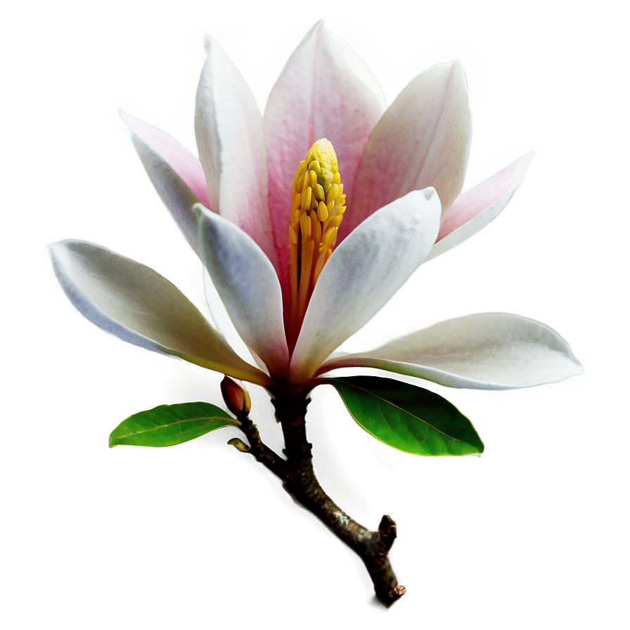 Magnolia Flower Tattoo Design Png 11 PNG