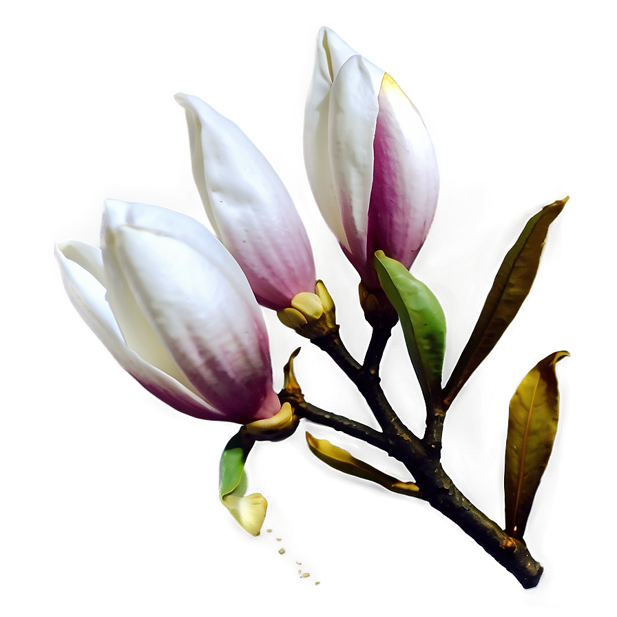 Magnolia Flower Transparent Png 48 PNG