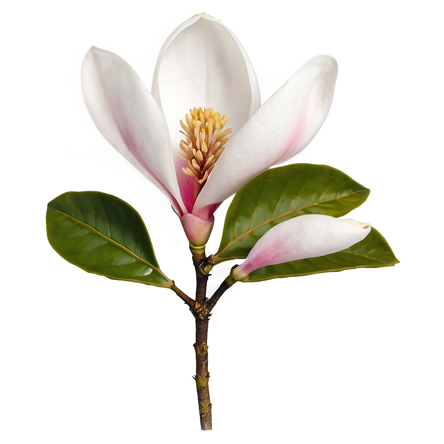 Magnolia Flower Transparent Png Mcr10 PNG