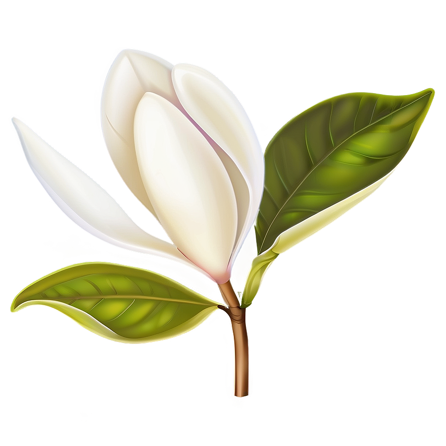 Magnolia Flower Vector Png Vmg PNG