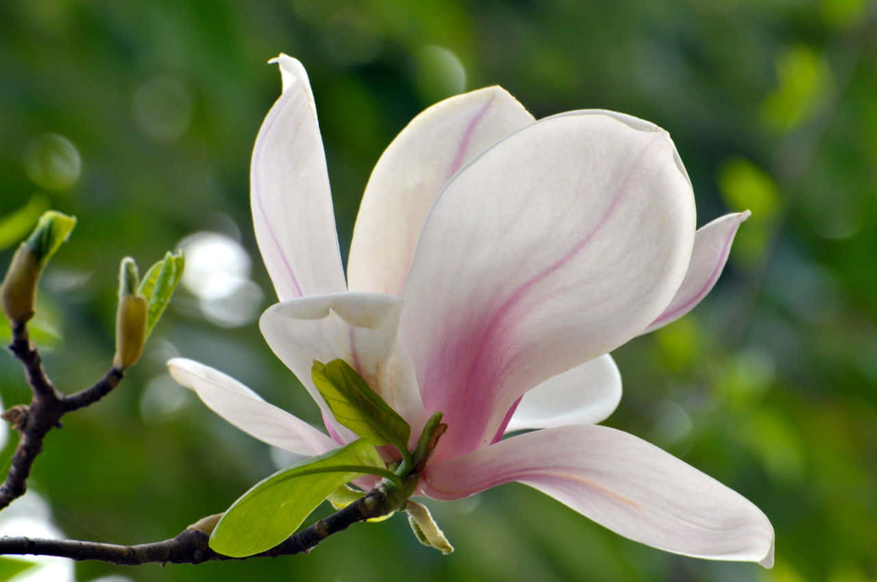 Magnolia Picture