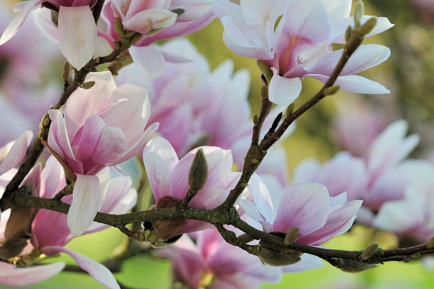 Enfest For Øjnene: Delikate Magnolia Blomster.