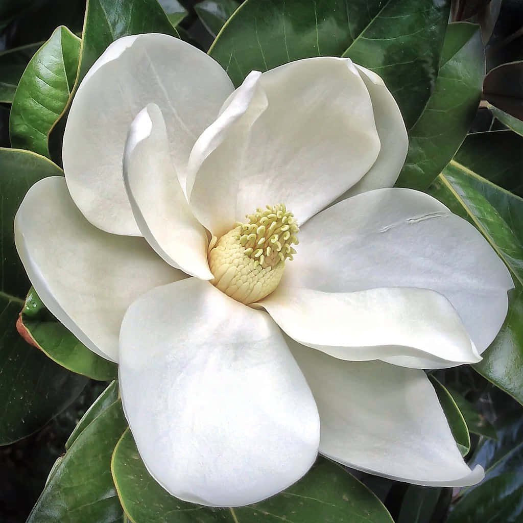 Upplevskönheten Hos Magnoliaträd I Naturen.