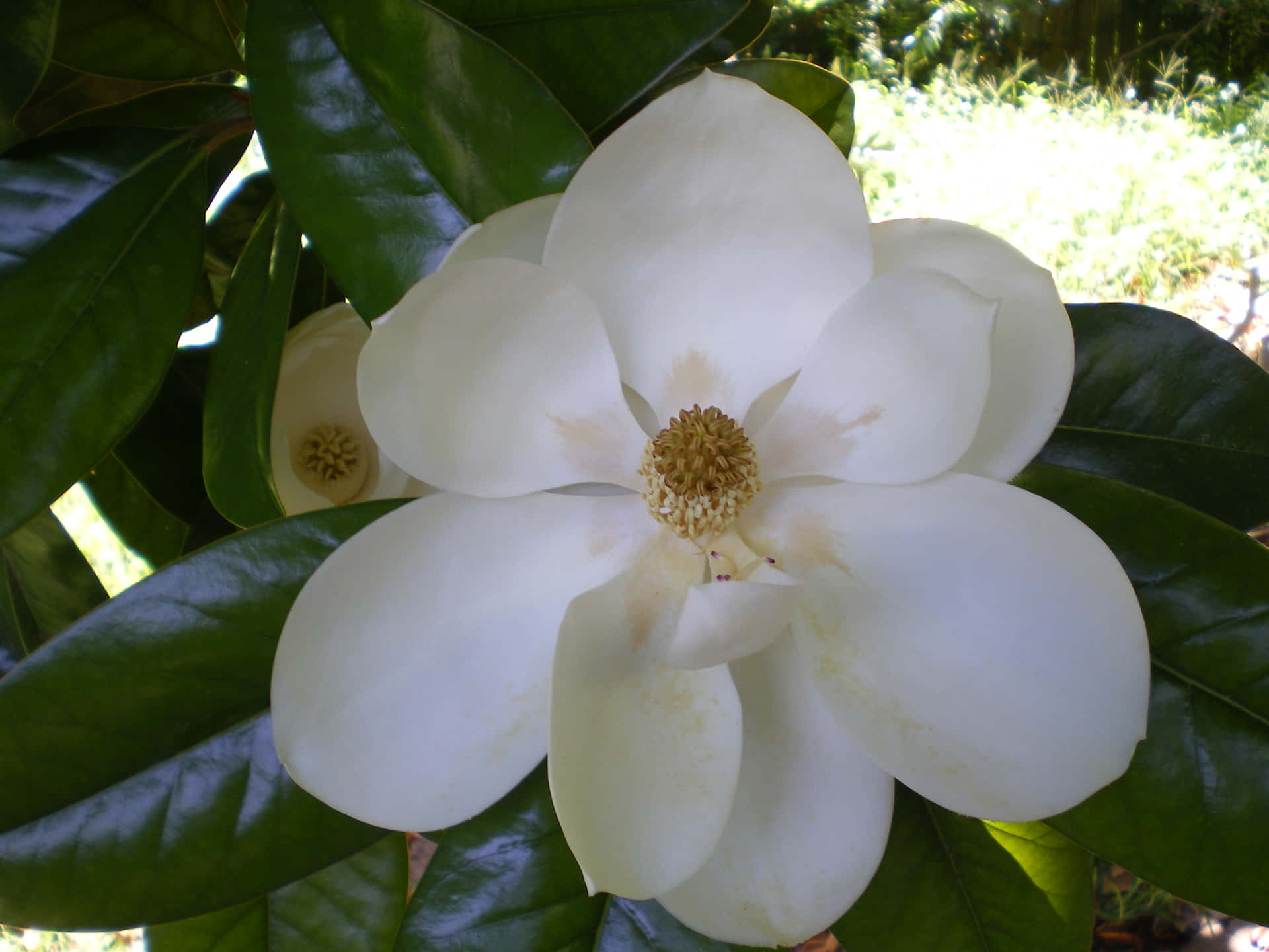 Un'immaginedi Una Magnolia Per Una Vista Deliziosa