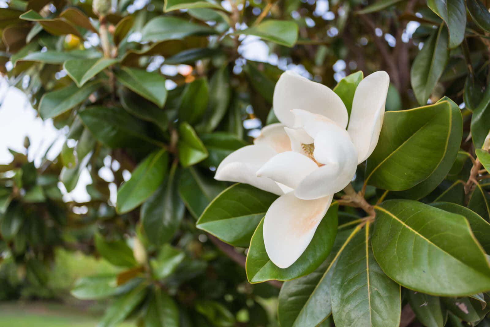 Etsmukt Magnolia-blomst, Der Viser Sine Imponerende Hvide Kronblade.
