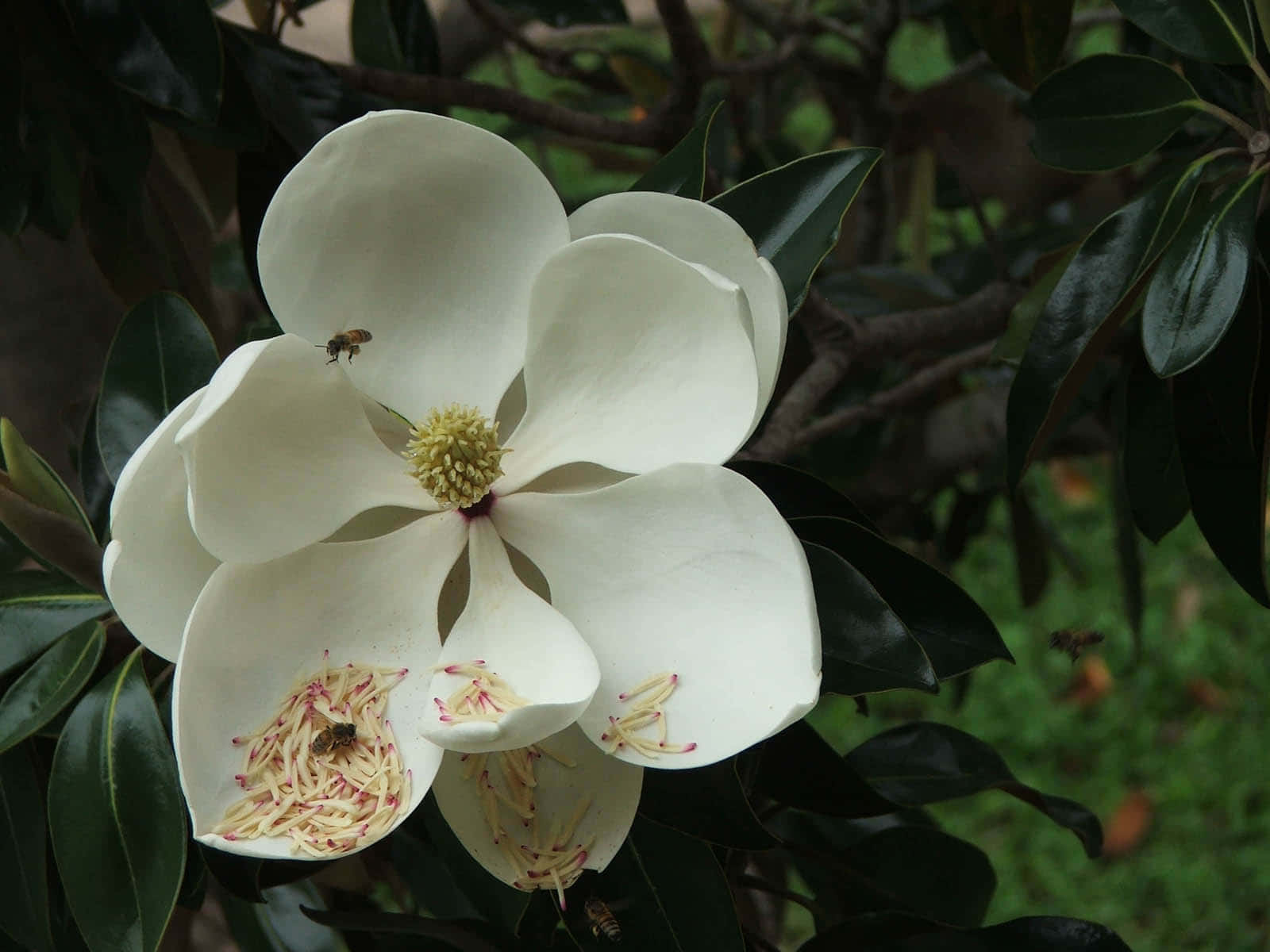 L'alberodi Magnolia Della Vita