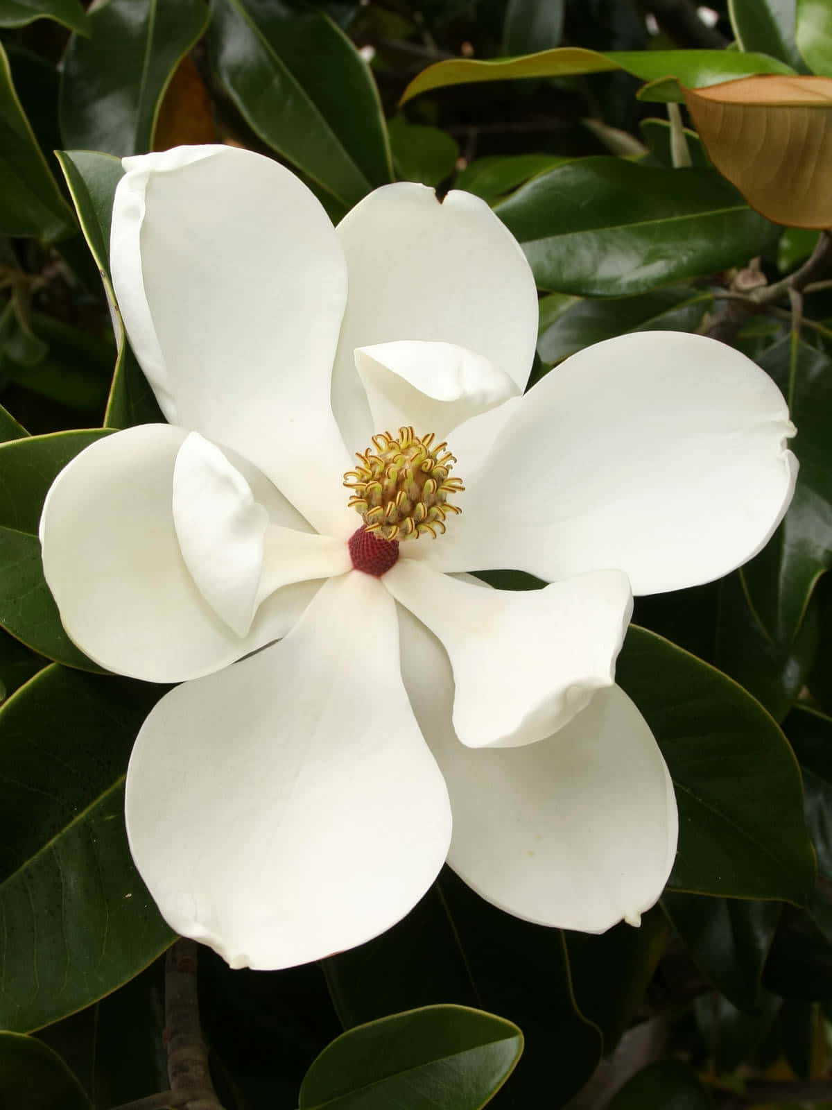 A Magnolia flower blooming in all its beauty
