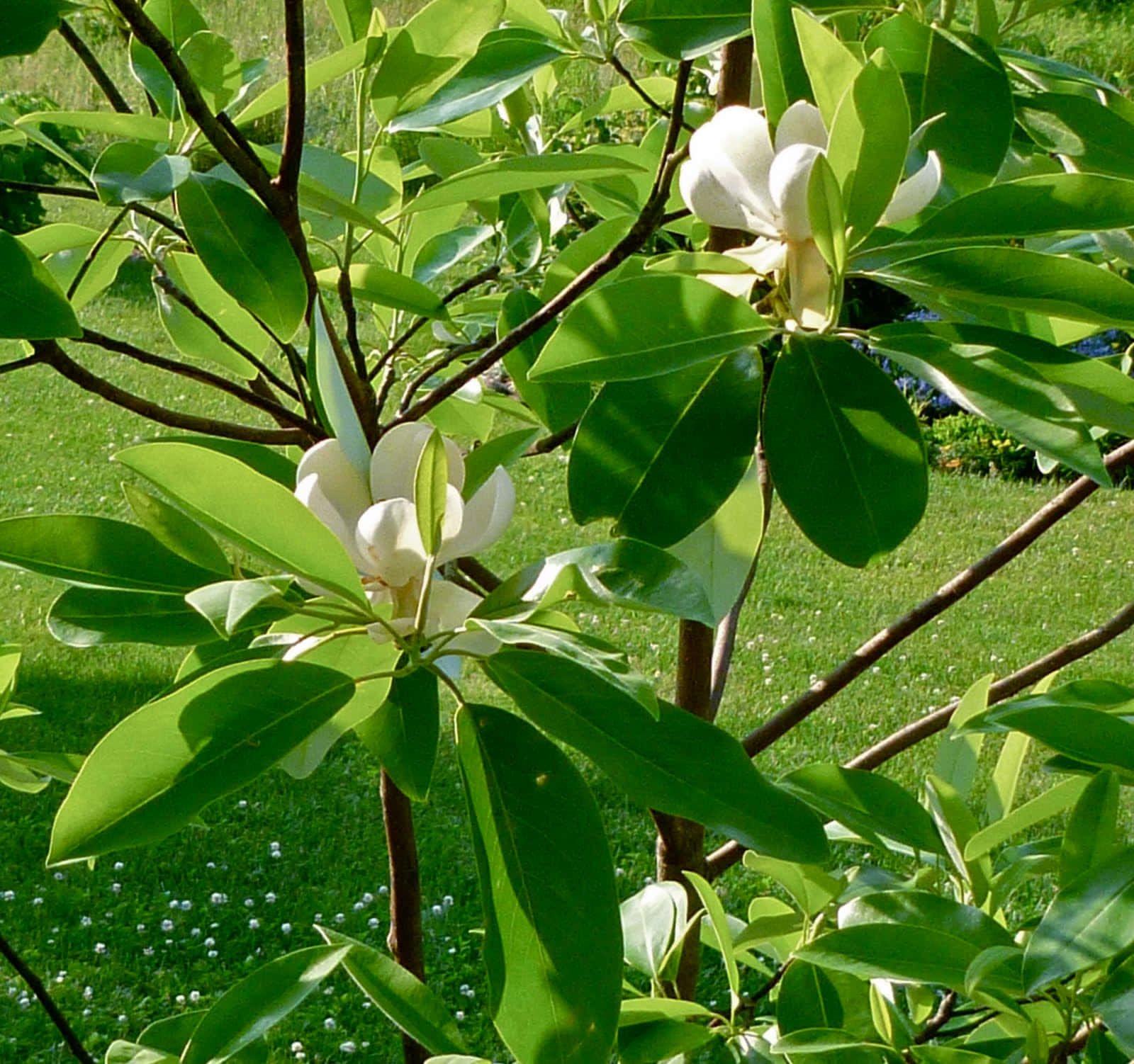 Einezarte Magnolienblüte Im Nachmittagslicht