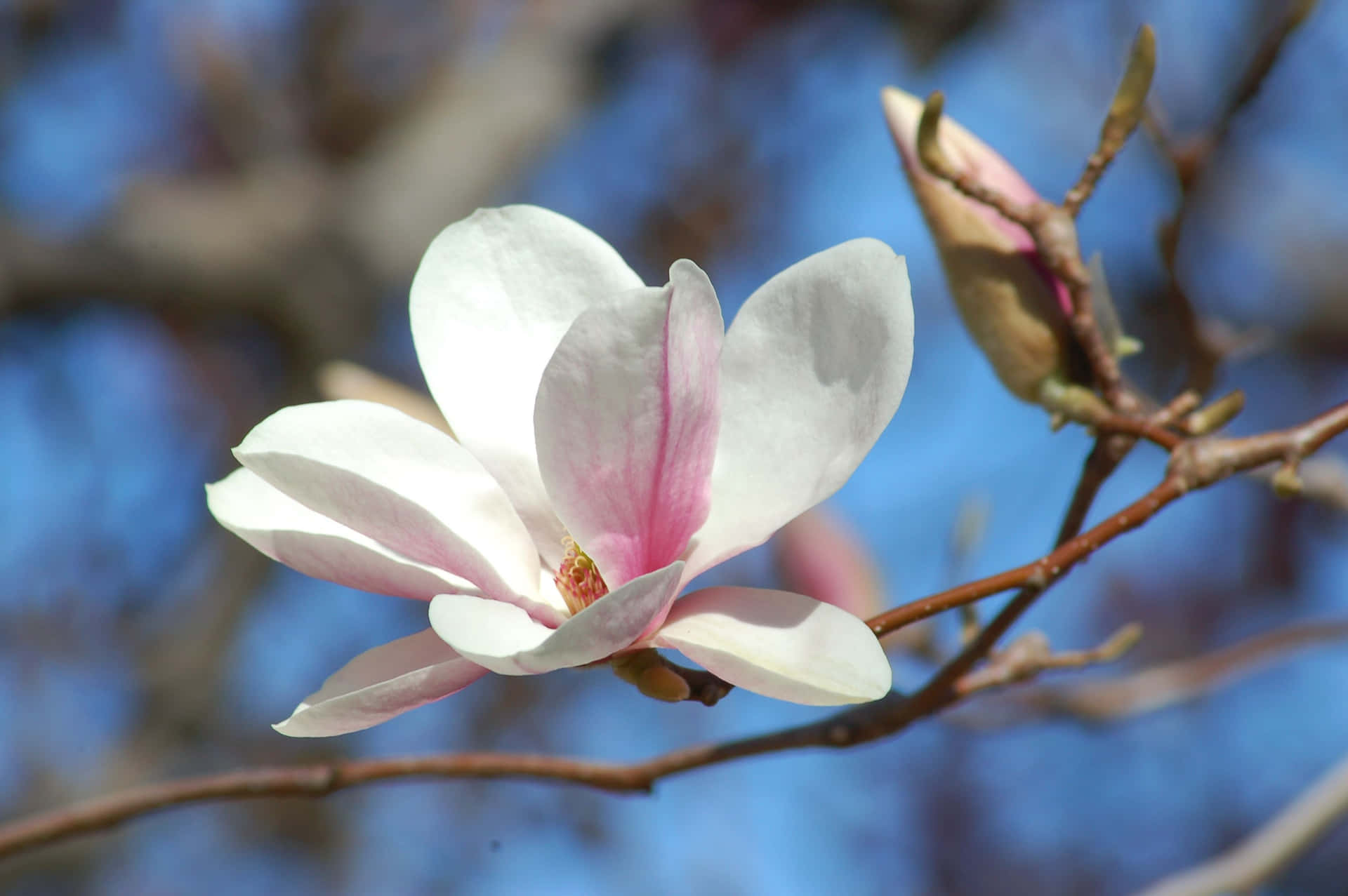 "The beauty of Magnolia's"