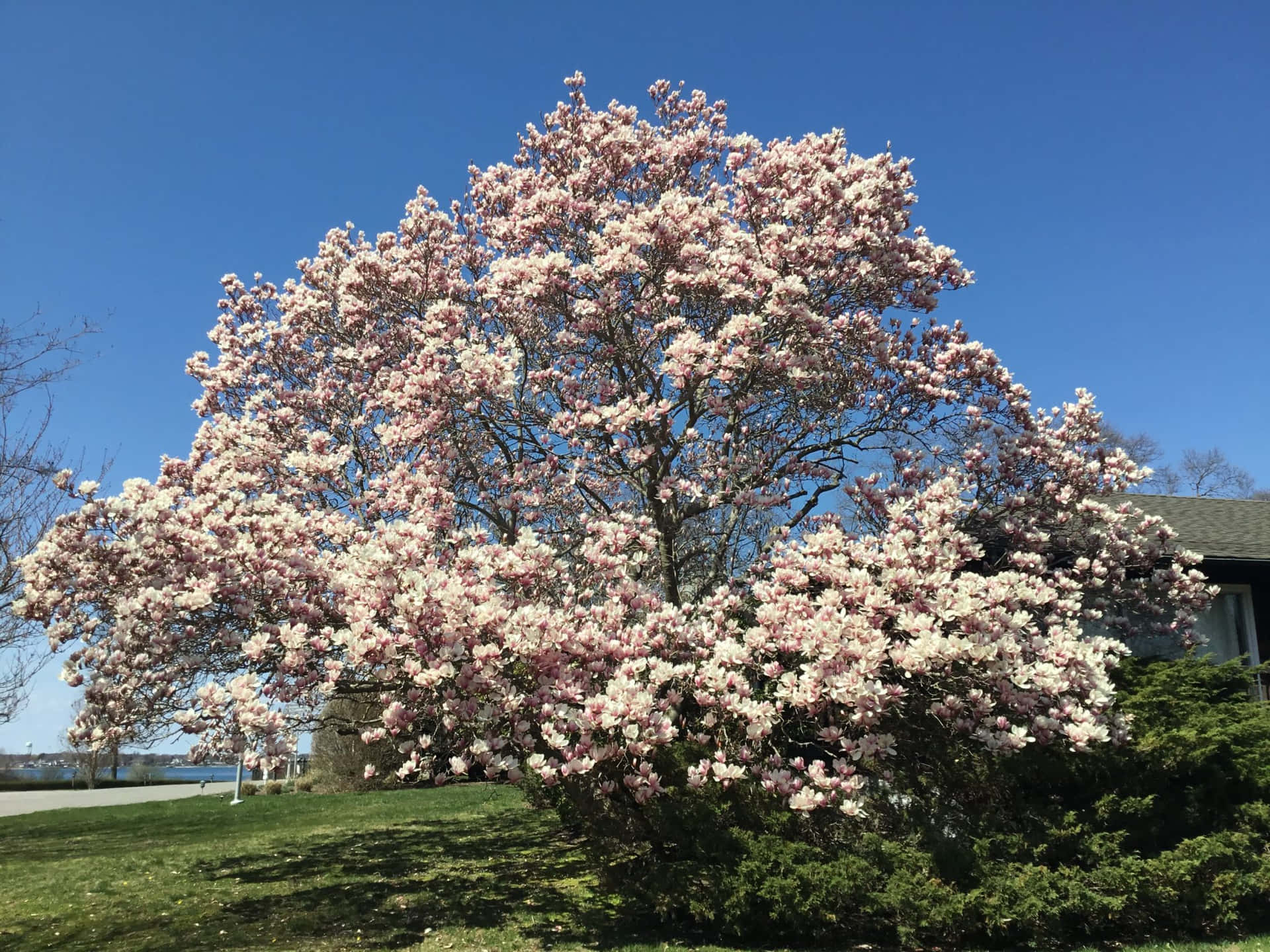A Pink Magnolia Tree In Front Of A House