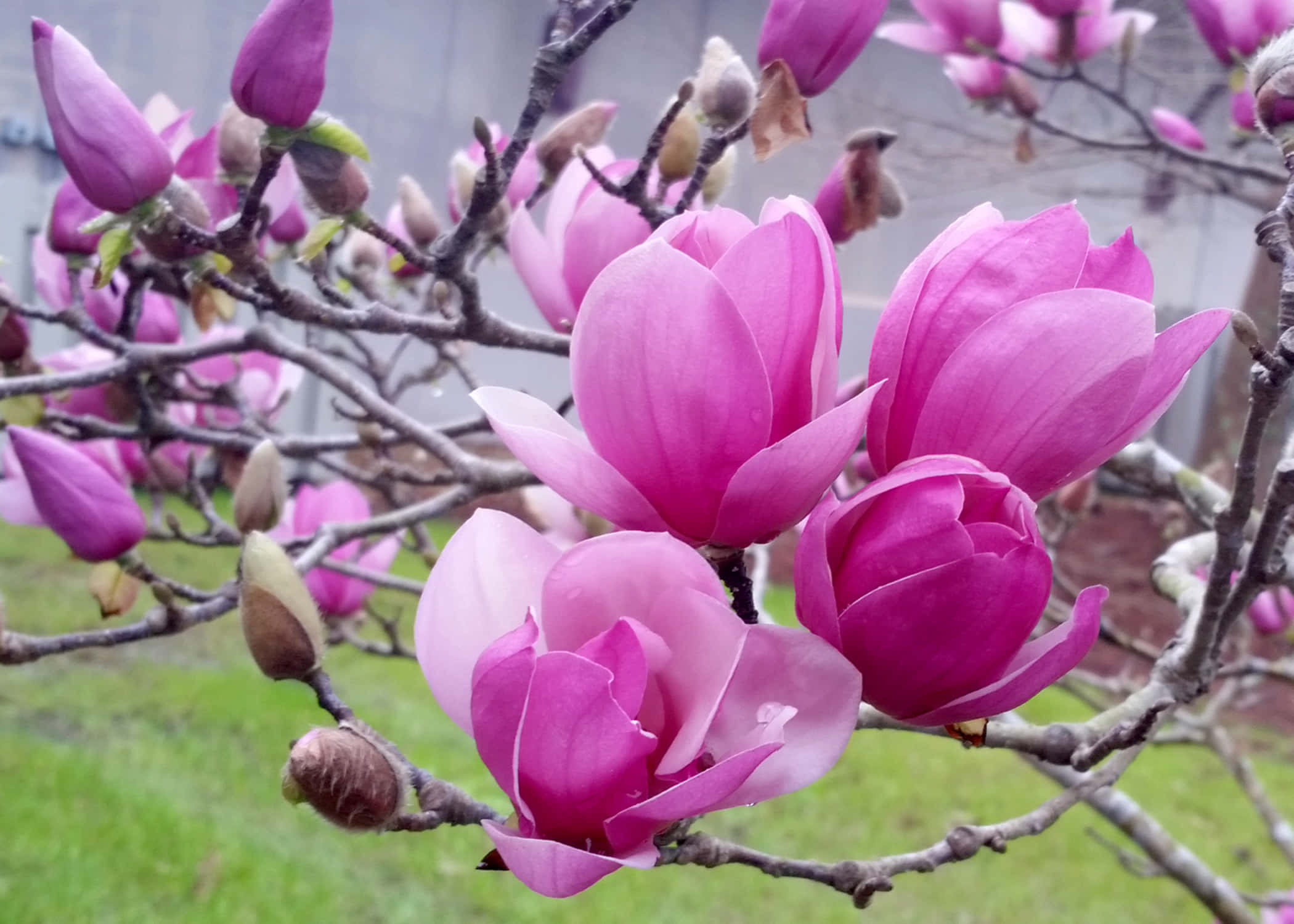 Magnoliablomster I Blomst.