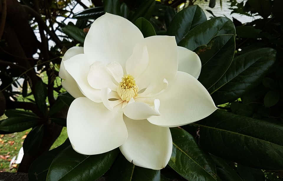 Magnificent Magnolia Flower