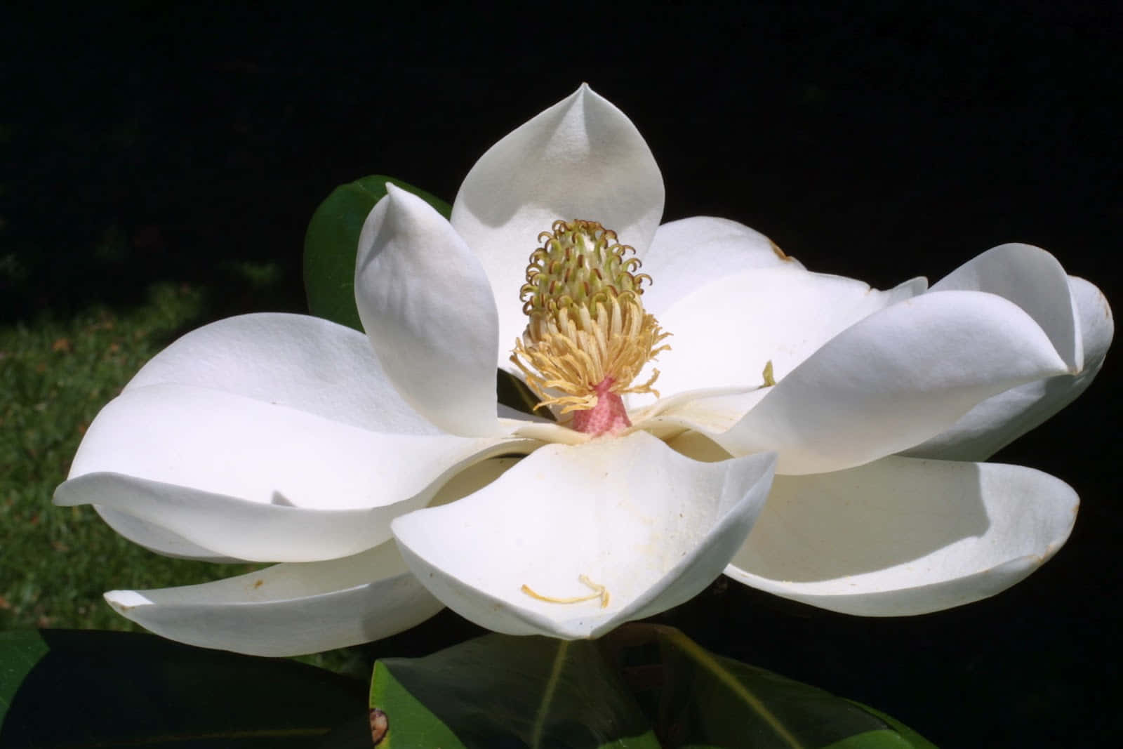 Magnoliablomstrer Om Foråret.