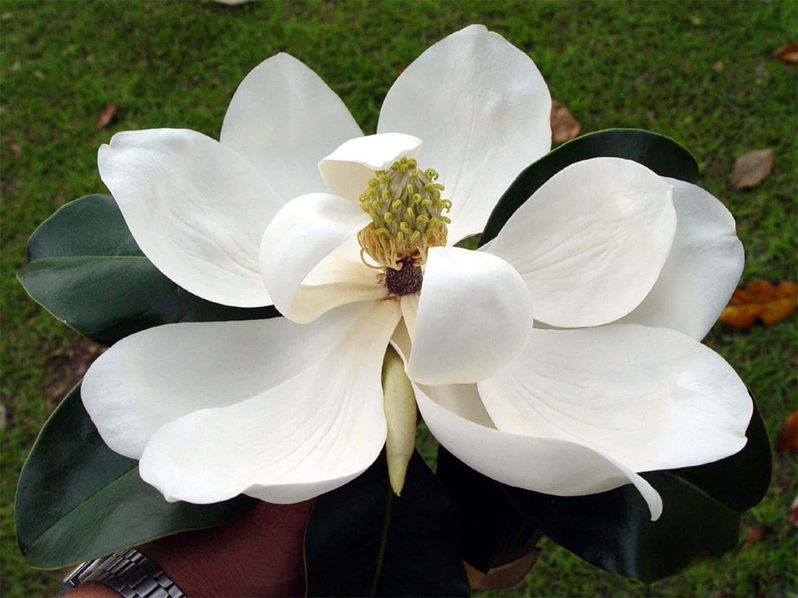 Magnoliablommor På Våren