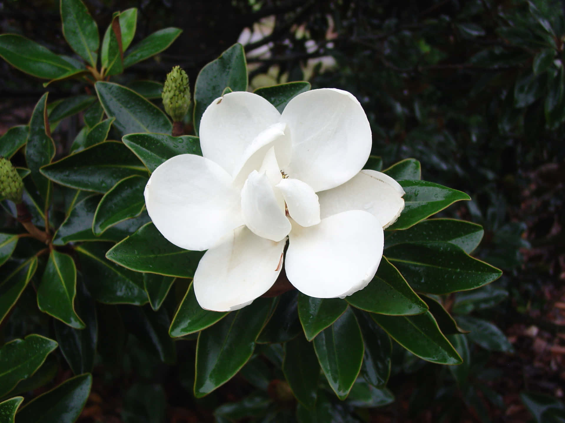 Magnoliain Fiore, Aggiungendo Una Spruzzata Di Colore