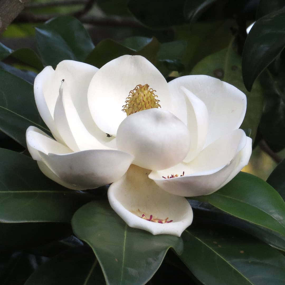A White Magnolia Flower Is On A Tree