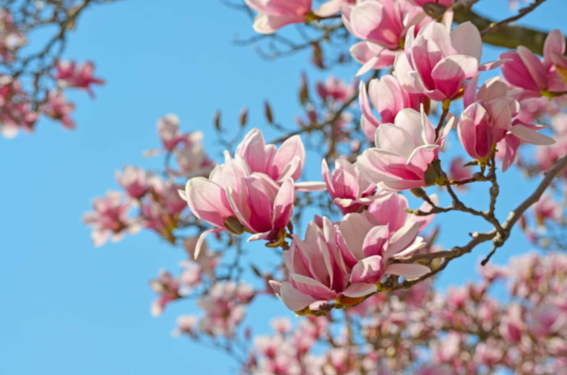 Magnolienblüteein Symbol Für Schönheit Und Durchhaltevermögen