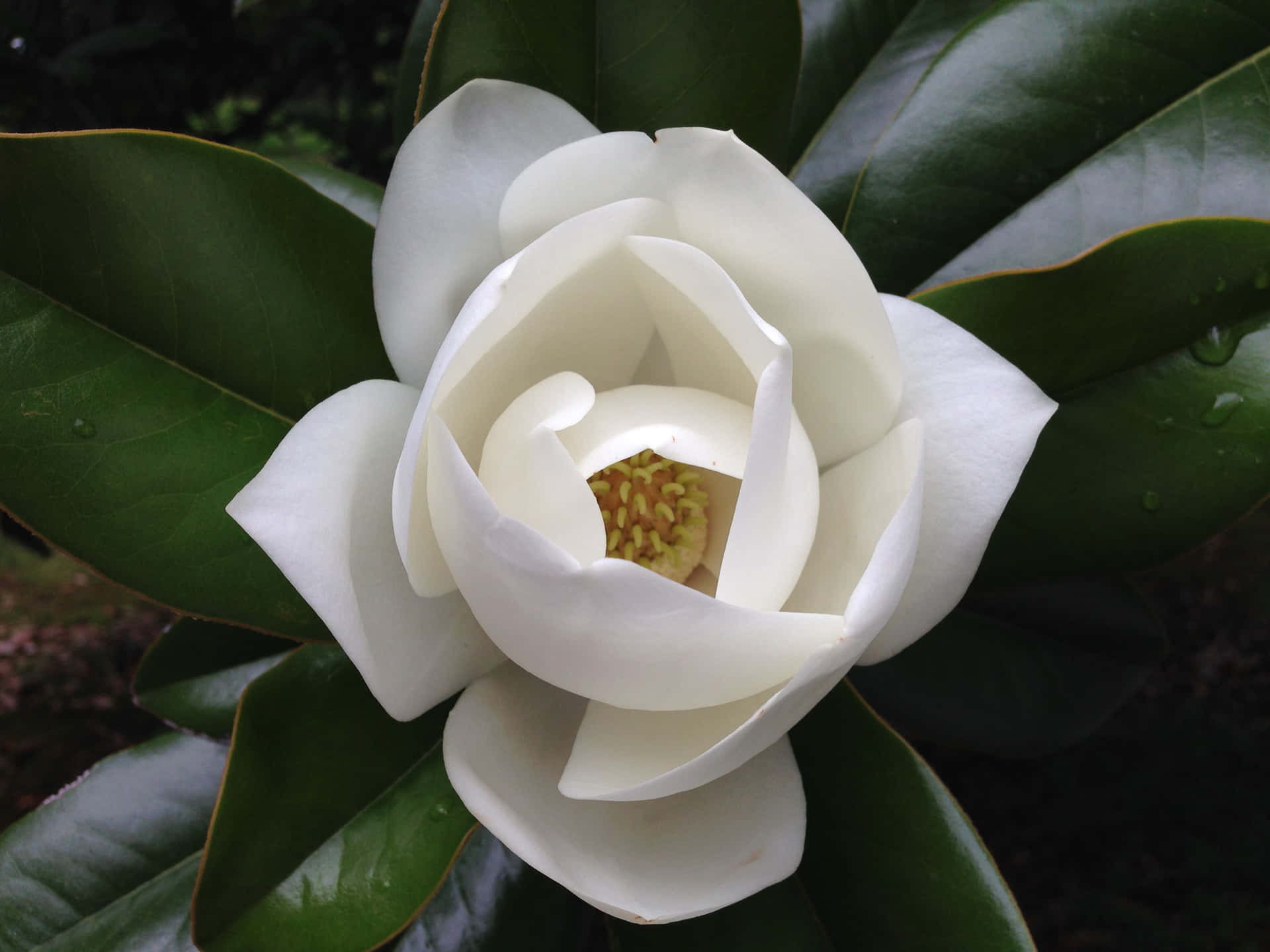 Etfelt Af Lyserøde Magnoliaer I Blomst.