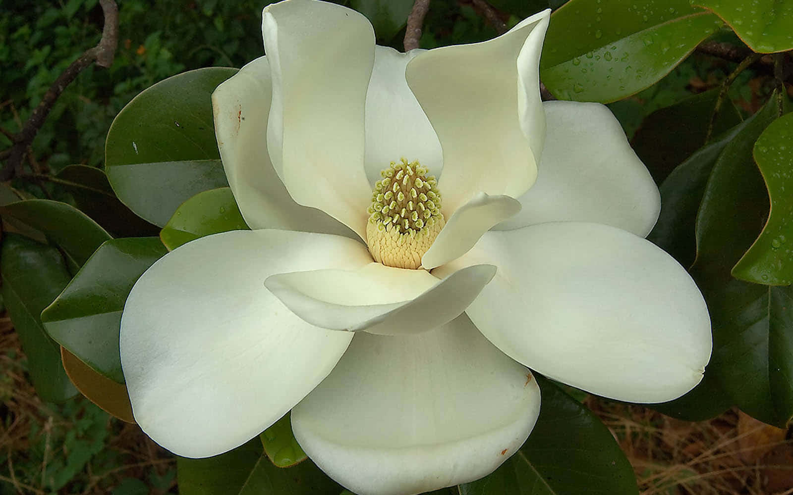 Enblomstrende Magnolia I Al Sin Skønhed.
