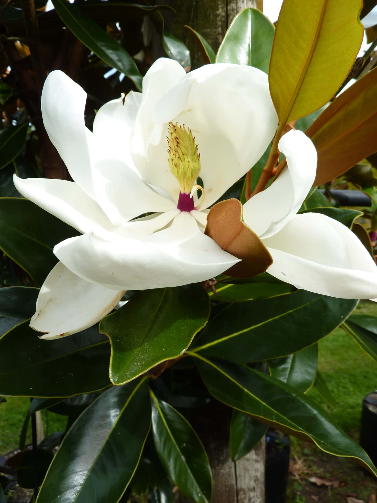 Denmagnifika Skönheten Hos Magnolia Blommor