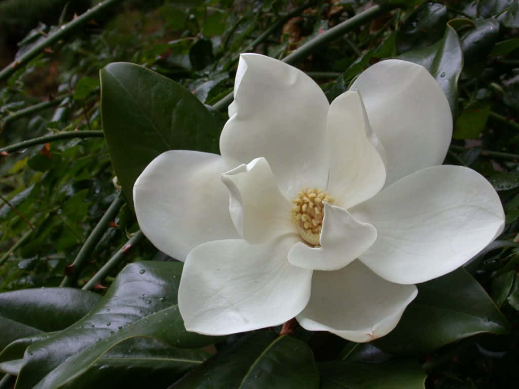 Skönheteni Perfektion - Magnolia Blomma