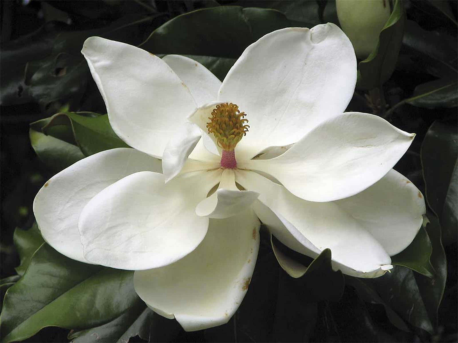 Enljust Lysande Magnoliablomma Lyser Upp En Solig Dag
